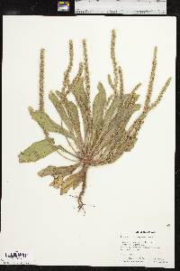 Plantago rhodosperma image