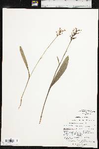 Platanthera clavellata image