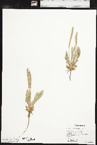 Plantago rhodosperma image