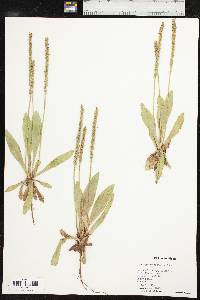 Plantago rhodosperma image