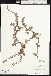 Polygonum aviculare var. buxiforme image