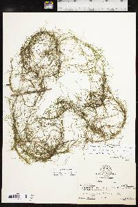 Potamogeton pusillus subsp. pusillus image
