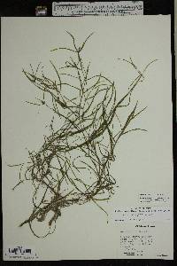 Potamogeton foliosus subsp. foliosus image