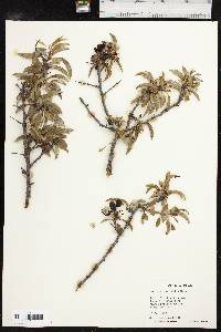 Prunus angustifolia image