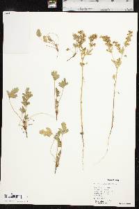 Potentilla rivalis image