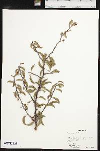 Prunus angustifolia image