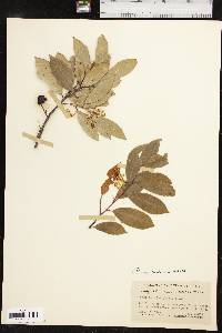 Prunus caroliniana image