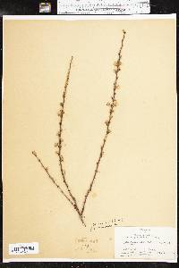 Prunus glandulosa image