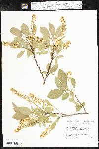 Prunus virginiana var. demissa image