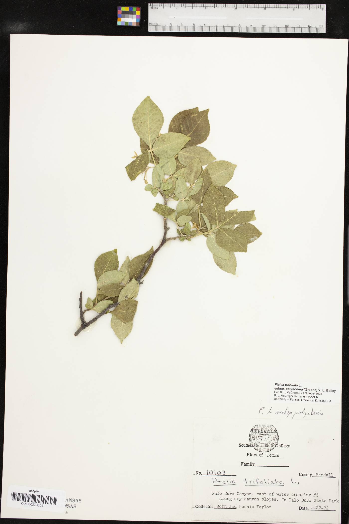 Ptelea trifoliata subsp. polyadenia image
