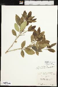 Ptelea trifoliata subsp. coahuilensis image