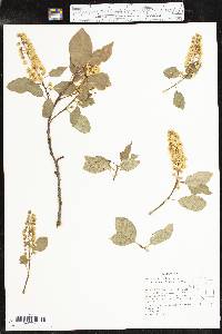 Prunus virginiana var. demissa image