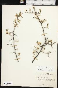 Prunus rivularis image