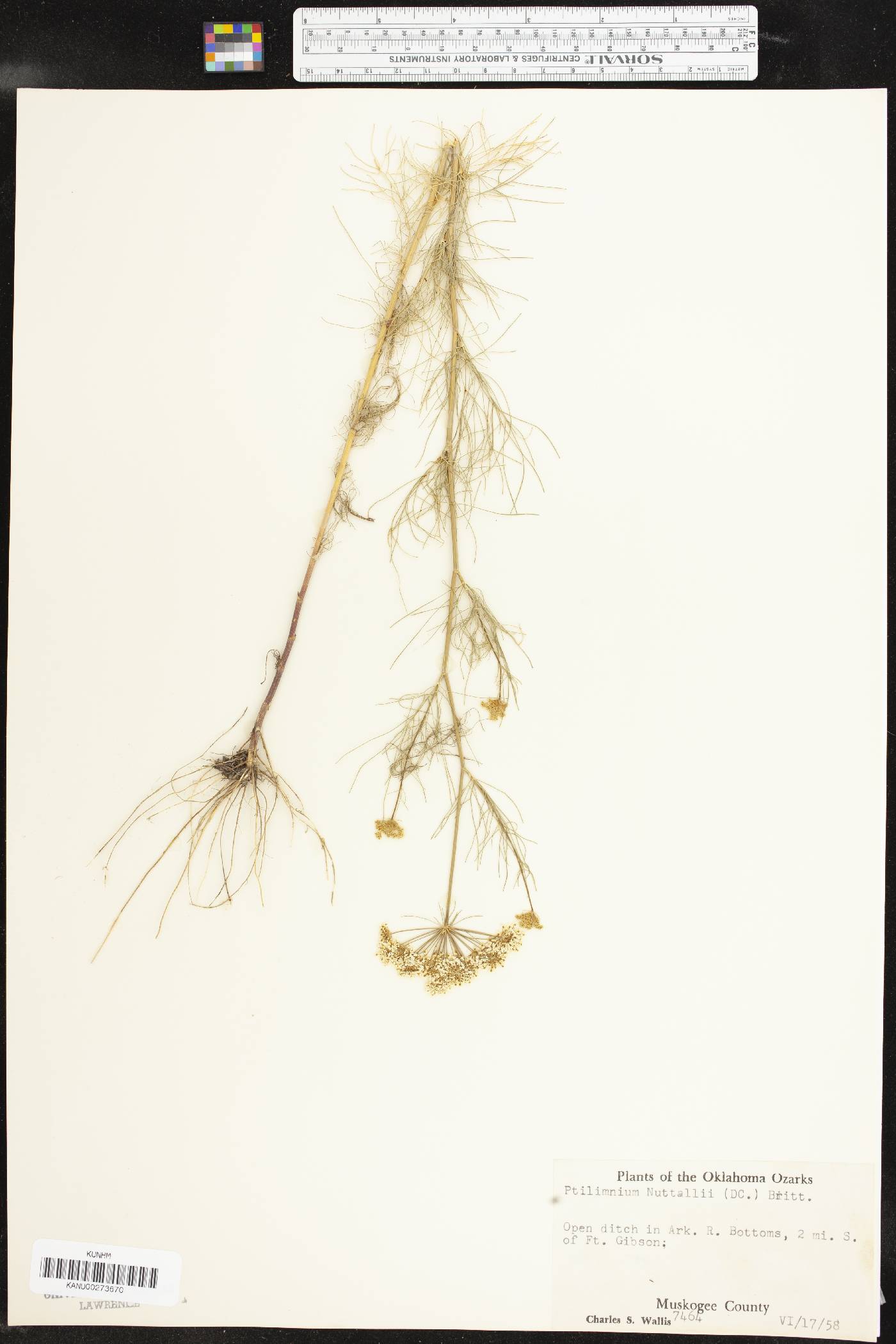 Ptilimnium nuttallii image