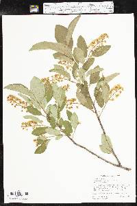 Prunus virginiana var. demissa image