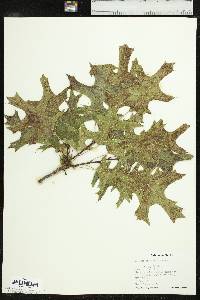 Quercus palustris image