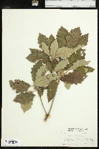 Quercus prinoides image