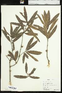 Quercus phellos image