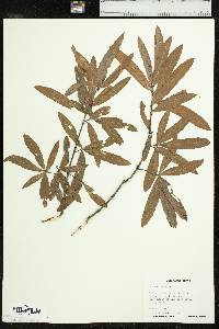 Quercus phellos image