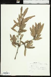 Quercus phellos image