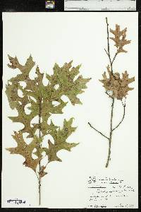 Quercus palustris image