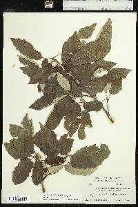 Quercus prinoides image