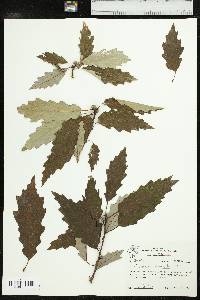 Quercus prinoides image