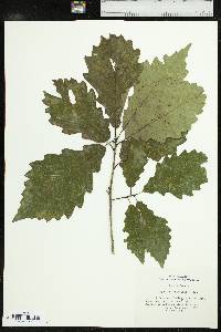 Quercus prinoides image