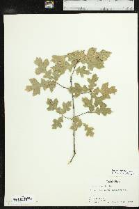 Quercus gravesii image