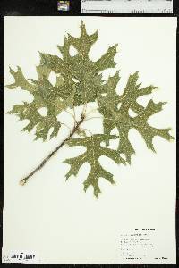 Quercus shumardii image