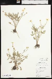 Ranunculus fascicularis image