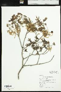 Quercus buckleyi image