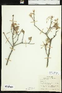 Quercus buckleyi image