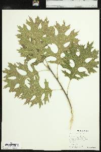 Quercus shumardii image