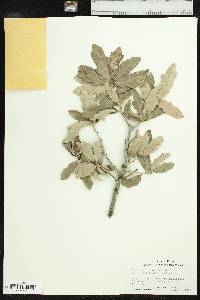 Quercus sinuata image