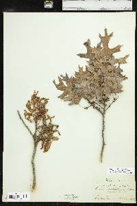 Quercus buckleyi image