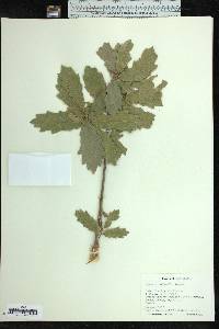 Quercus turbinella image