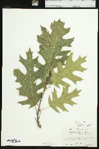 Quercus shumardii image