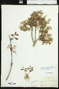 Quercus sinuata image