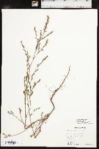 Polygonum ramosissimum subsp. ramosissimum image