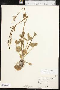 Ranunculus micranthus image