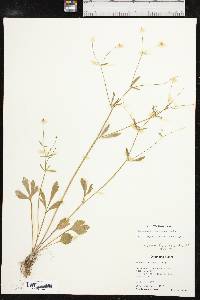 Ranunculus micranthus image