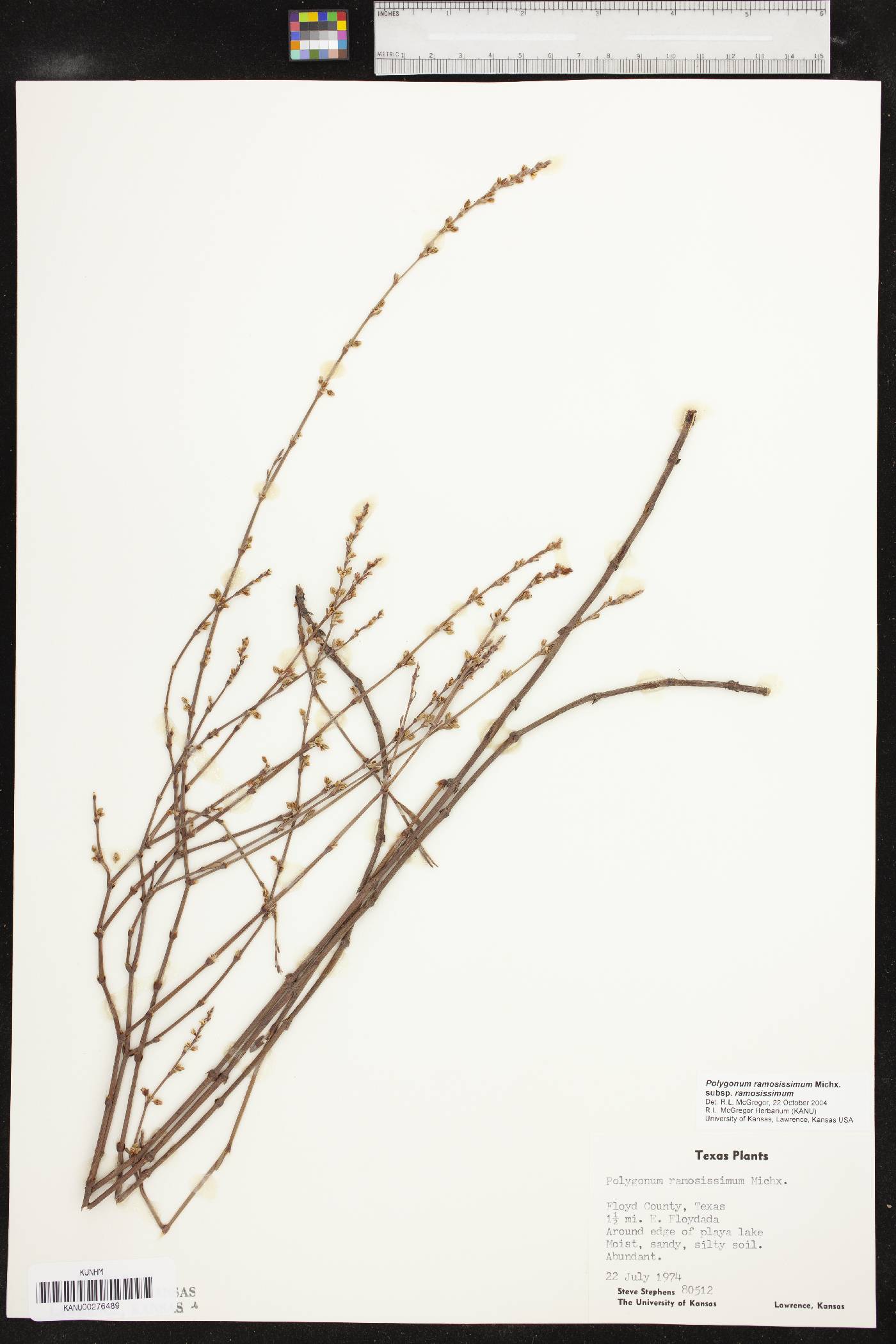 Polygonum ramosissimum subsp. ramosissimum image