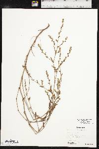 Polygonum ramosissimum image