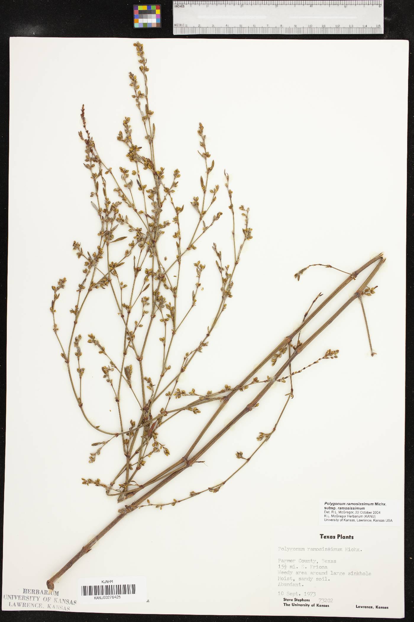 Polygonum ramosissimum subsp. ramosissimum image