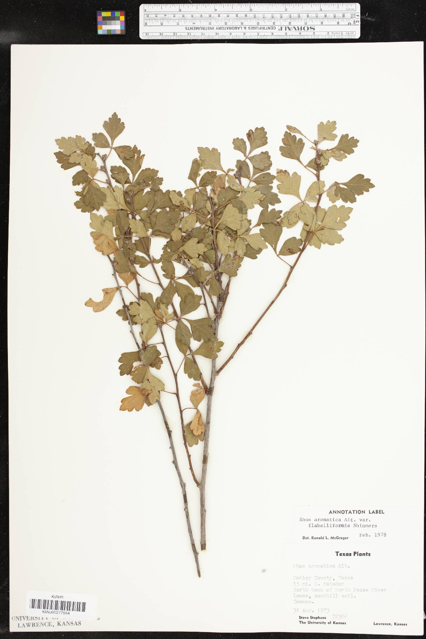 Rhus aromatica var. flabelliformis image