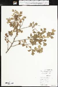 Rhus aromatica var. flabelliformis image