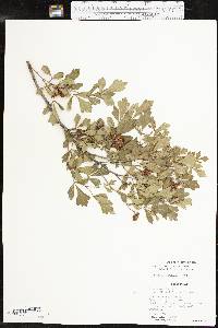 Rhus aromatica var. flabelliformis image