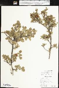 Rhus aromatica var. flabelliformis image