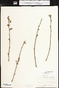 Rhus aromatica var. aromatica image